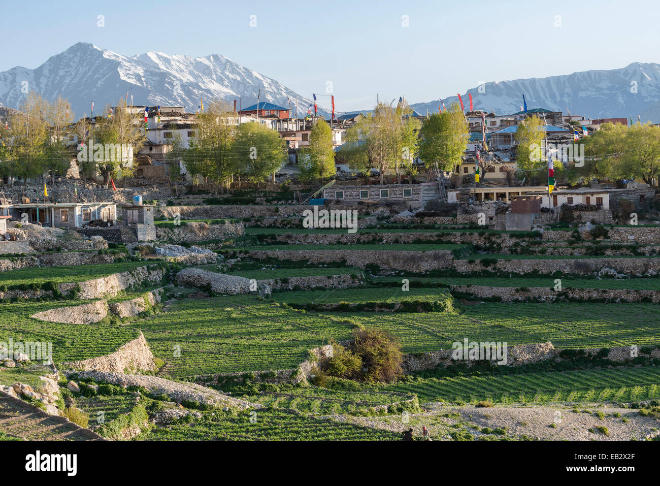 Le village de Nako entouré de champs verdoyants et de montagnes couvertes de neige, Nako, Himachal Pradesh, Inde Banque D'Images