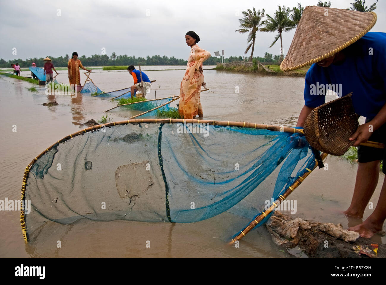 Les agriculteurs pêchant avec des filets de poisson, une alternative à la nourriture lorsque leurs champs de riz se sont inondés pendant la mousson à Java-Ouest, en Indonésie. Banque D'Images
