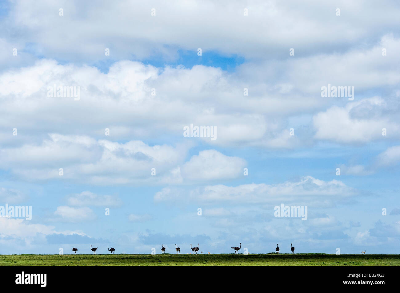 Un troupeau d'Autruches silhouette sur l'horizon de la savane sous ciel rempli de nuages duveteux. Banque D'Images