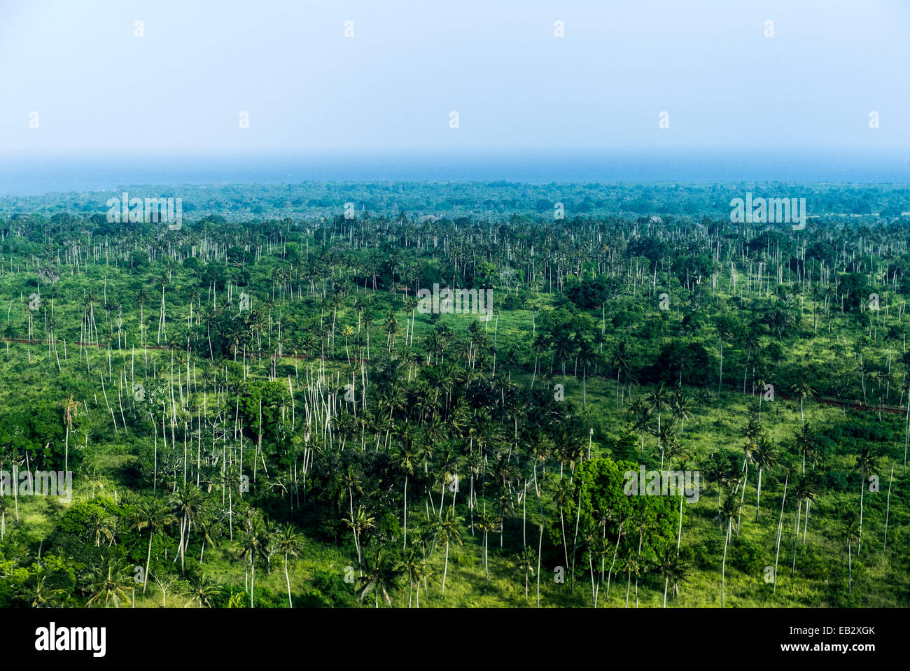 Terres agricoles luxuriantes parsemées de plantations de palmiers et les cultures. Banque D'Images