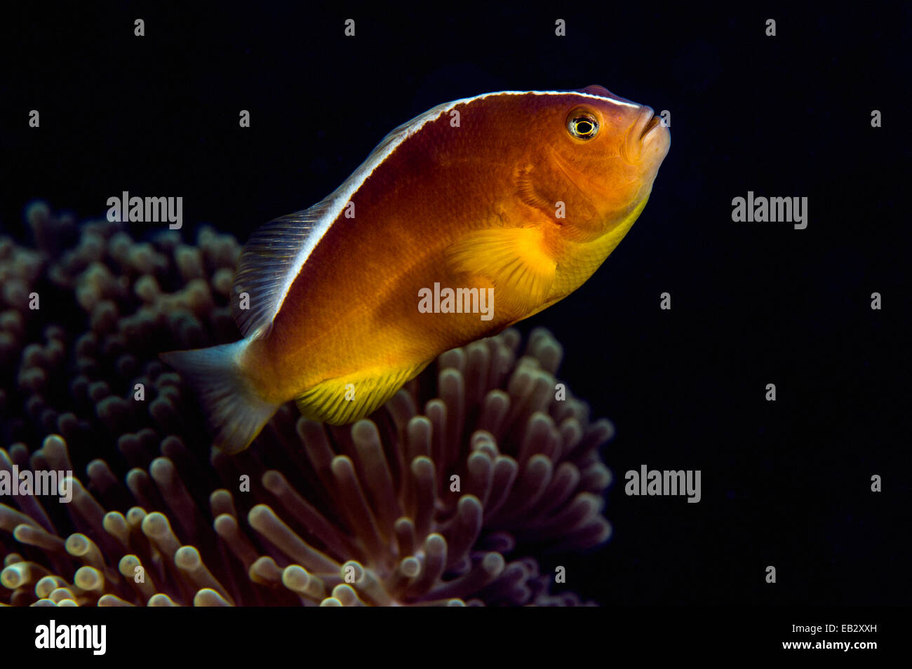 Une mouffette poisson clown natation parmi les tentacules urticantes de l'anémone sa. Banque D'Images