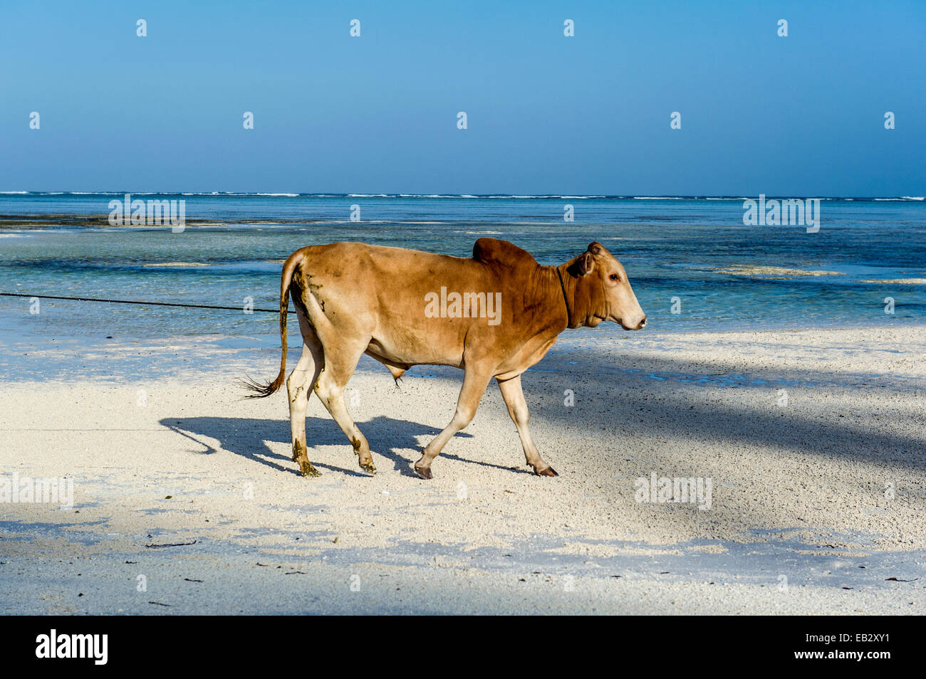 Un Taureau Domestique Marchant Le Long Dune Plage De Sable