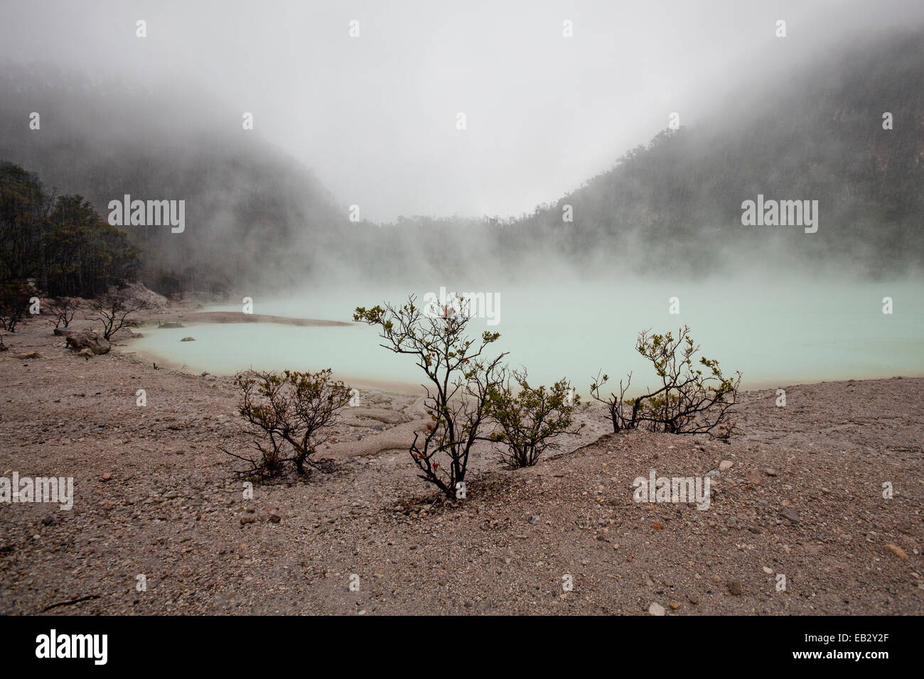 Végétation sur le côté de Kawah Putih, le lac volcanique acide du mont Patuha à Ciwidey, Bandung, Java-Ouest, Indonésie. Banque D'Images