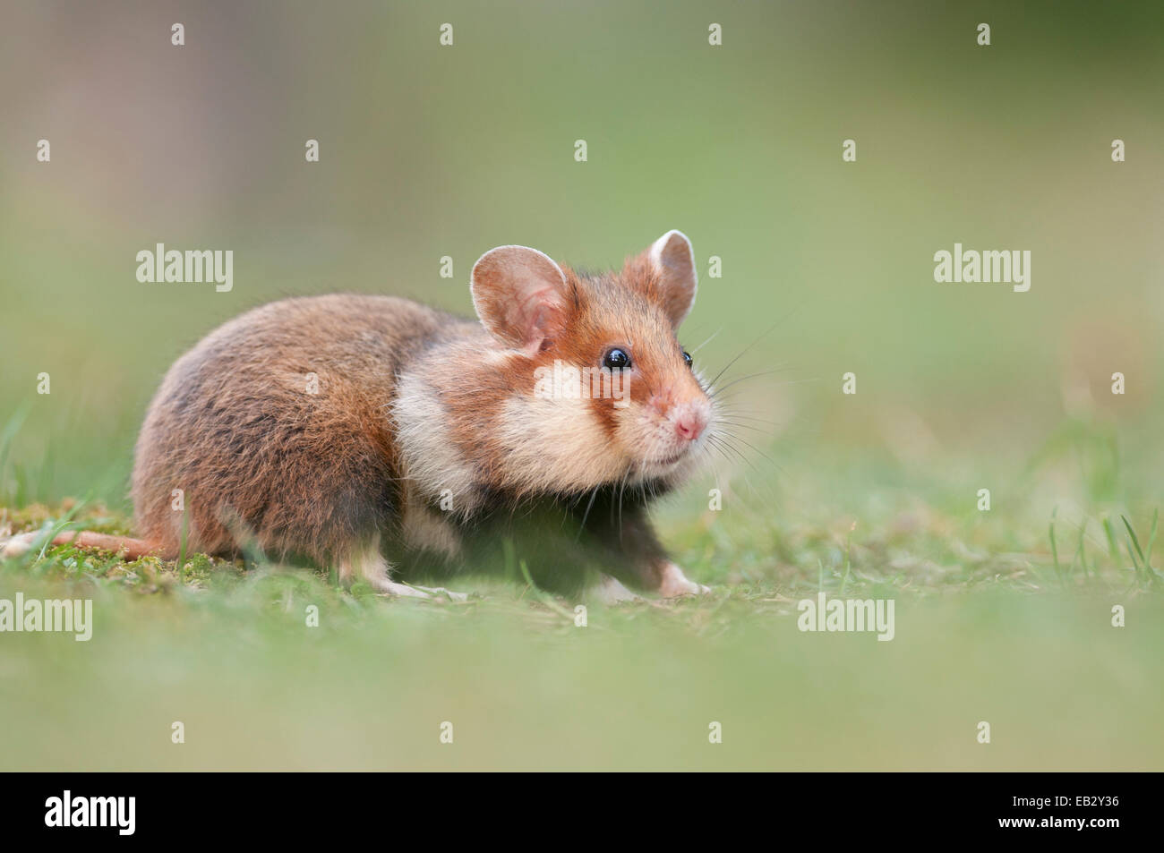 Grand hamster (Cricetus cricetus), les jeunes, mijoter, Vienne, Vienne, Autriche l'État Banque D'Images