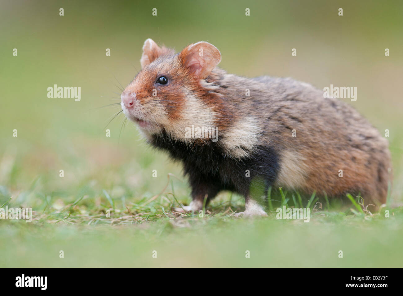 Grand hamster (Cricetus cricetus), les jeunes, mijoter, Vienne, Vienne, Autriche l'État Banque D'Images