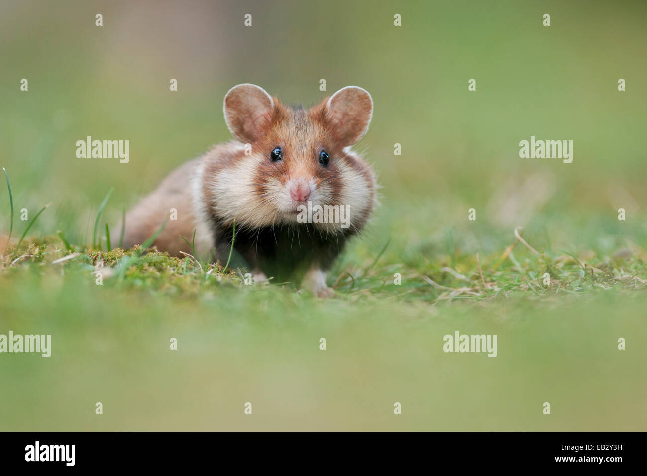 Grand hamster (Cricetus cricetus), les jeunes, mijoter, Vienne, Vienne, Autriche l'État Banque D'Images