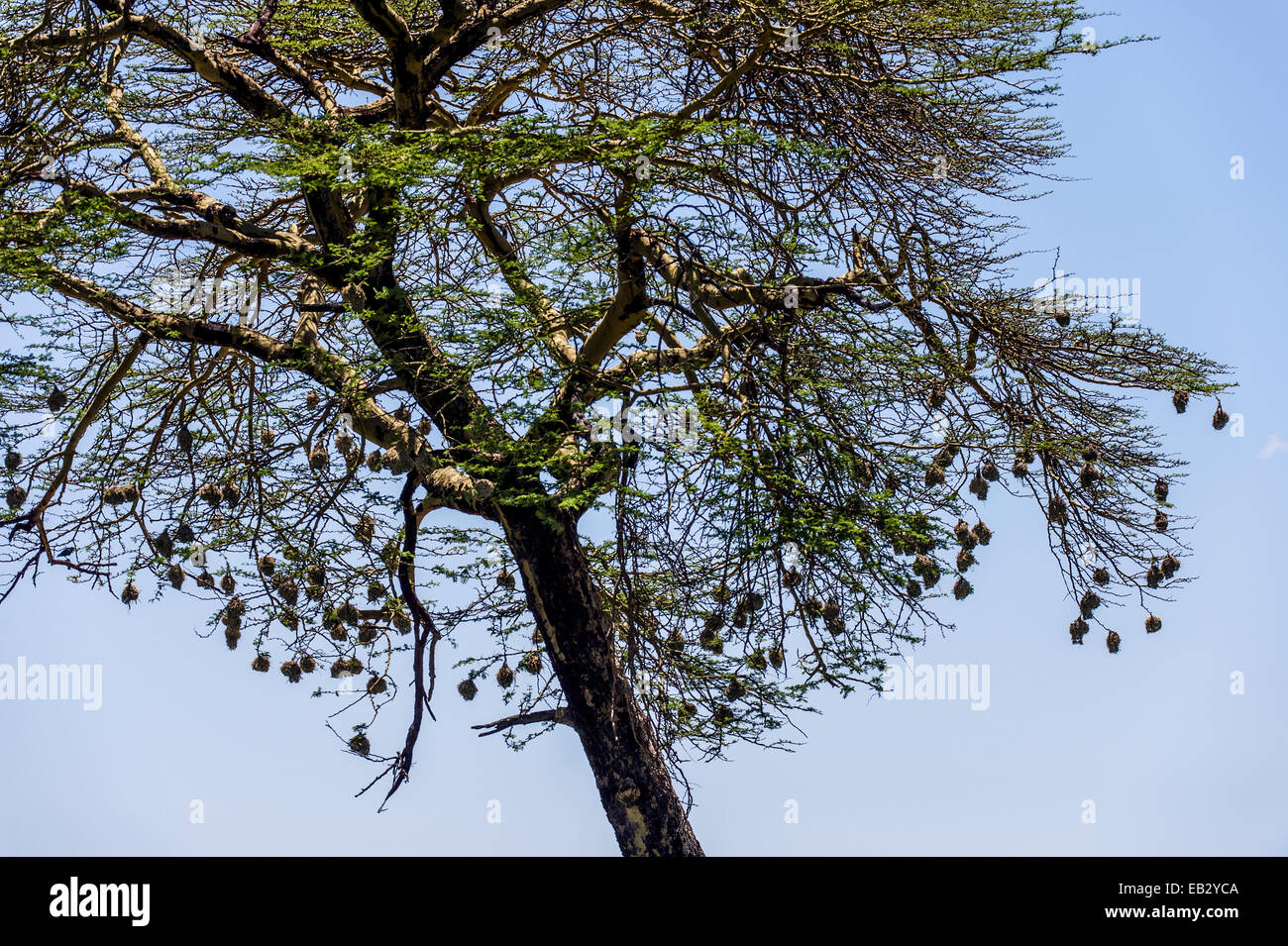 Weaver oiseaux font leurs nids de grass et de les suspendre à partir de branches. Banque D'Images