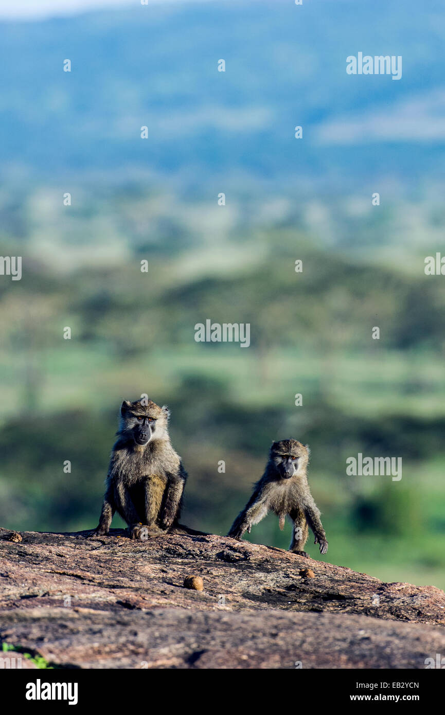 Les babouins Olive juvénile jouant au sommet d'un affleurement rocheux de granit connu comme un kopje. Banque D'Images