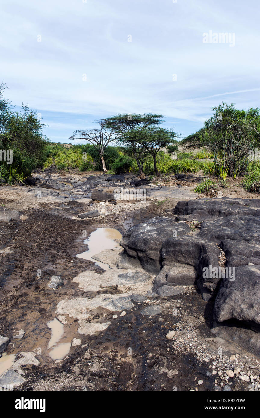 La diminution des flaques boueuses à côté de l'érosion des roches dans un lit de rivière à sec. Banque D'Images