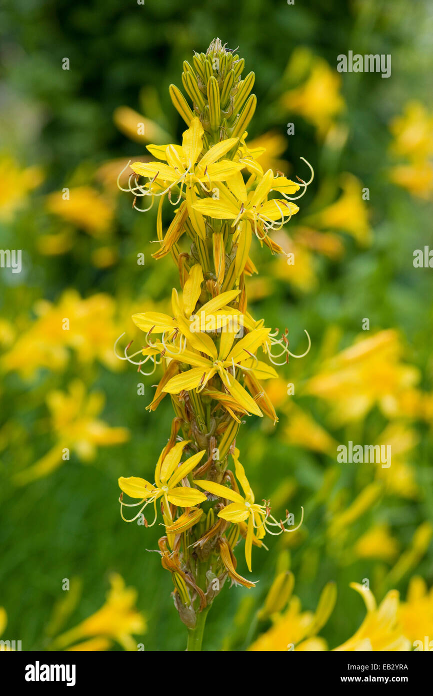 Lance du roi ou jaune Asphodèle (Asphodeline lutea), la floraison, la plante de jardin, originaire de la Méditerranée, Thuringe, Allemagne Banque D'Images