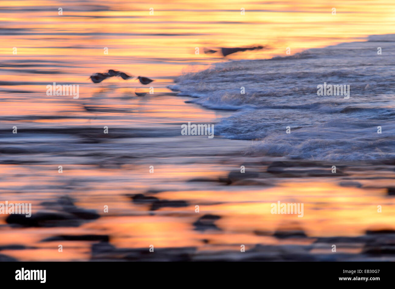 Les oiseaux de rivage au lever du soleil dans le surf à Emma Woods State Park à Ventura, Californie. Banque D'Images