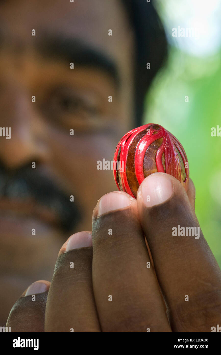 Homme tenant une avec muscade myristica fragrans (MACE) dans sa main, Peermade, Kerala, Inde Banque D'Images