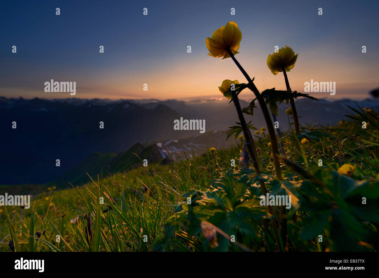 Globe (Trollius europaeus) Fleurs au coucher du soleil avec la vue panoramique sur les montagnes, vallée de Lech, kaisers, District de Reutte, Tyrol Banque D'Images