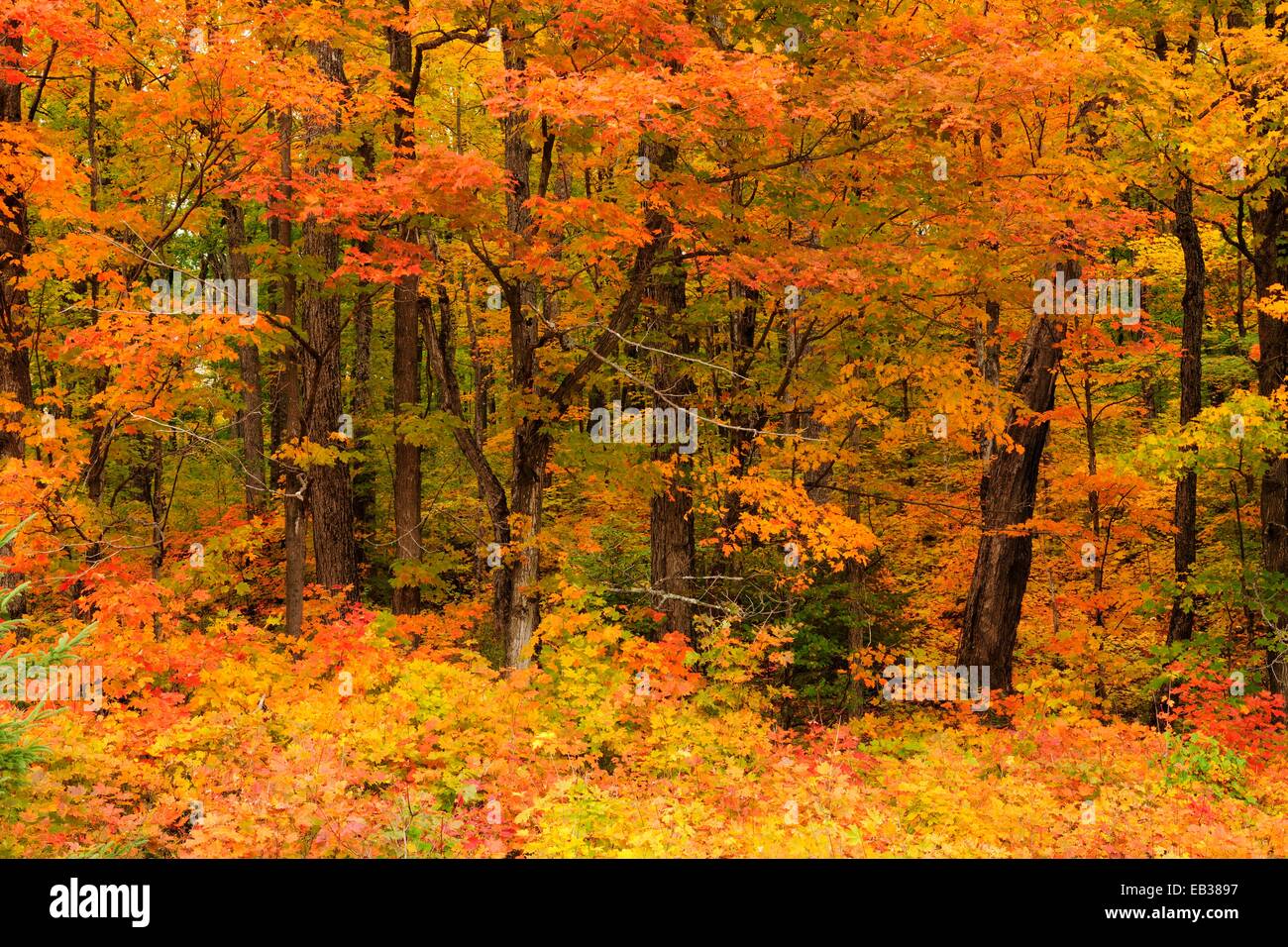 Forêt feuillue de couleurs d'automne, l'été indien, le parc provincial Algonquin, en Ontario, province, Canada Banque D'Images