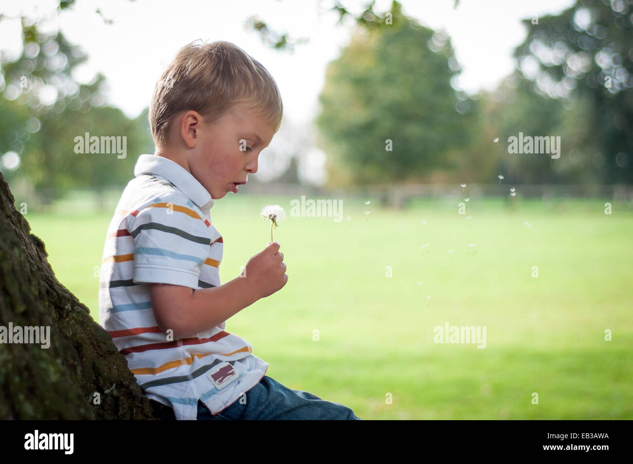 Boy leaning against tree blowing dandelion clock Banque D'Images