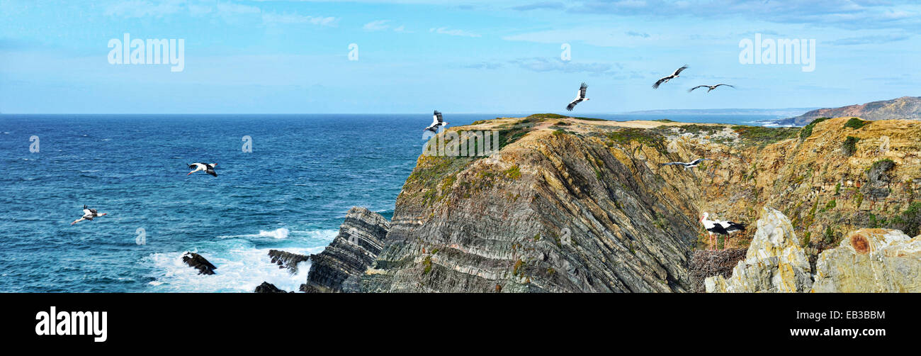 Cigognes survolant les falaises, cap Sardao, Portugal Banque D'Images