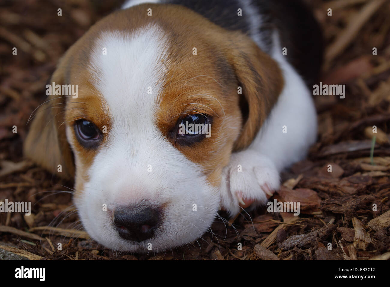 Portrait d'un chien chiot Beagle Banque D'Images