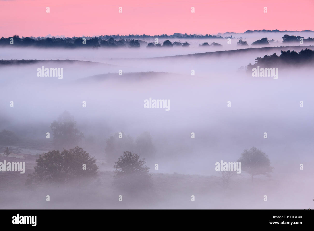 Heather champs dans la brume au coucher du soleil, de Hollande, de Posbank Banque D'Images