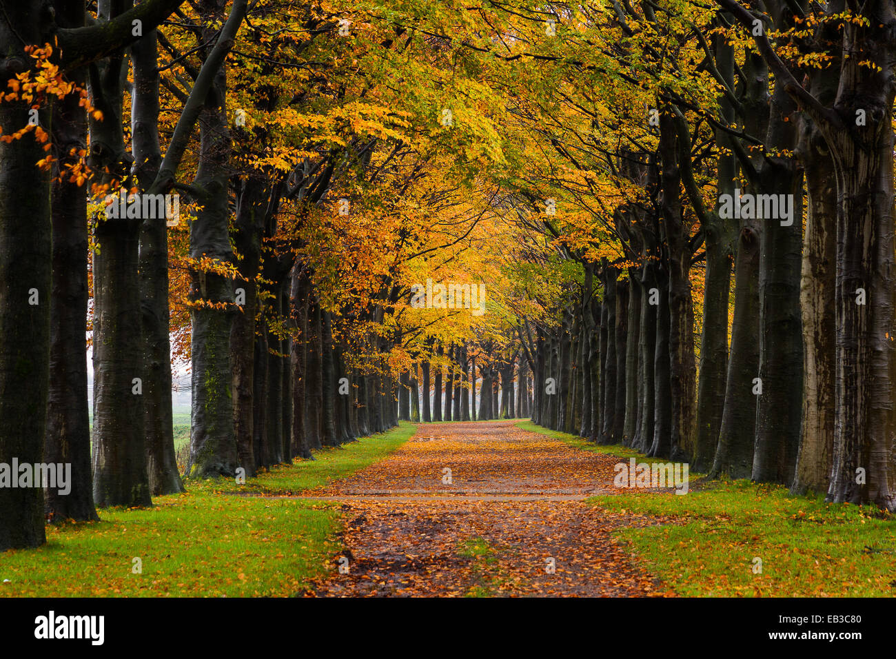 Chemin arboré en automne, Holland Banque D'Images
