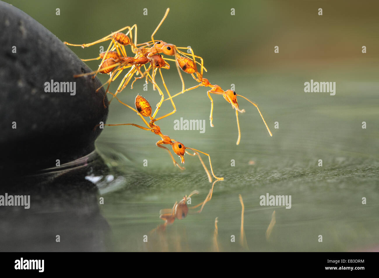 Les fourmis d'aider les uns les autres Banque D'Images