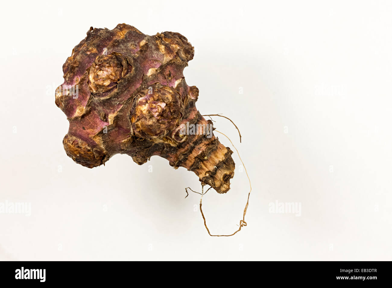 Le topinambour (Helianthus tuberosus), une espèce de tournesol originaire d'Amérique latine : légume-racine tubercule est utilisé en cuisine. Banque D'Images