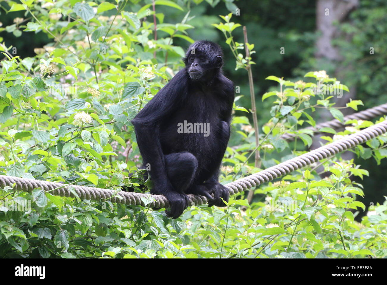 À tête noire colombienne singe-araignée (Ateles fusciceps robustus) apprendre le métier au Zoo d'emmen, Pays-Bas Banque D'Images