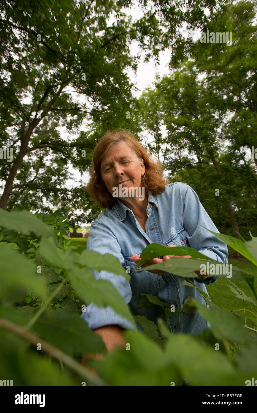 Older Caucasian Woman picking berries in garden Banque D'Images