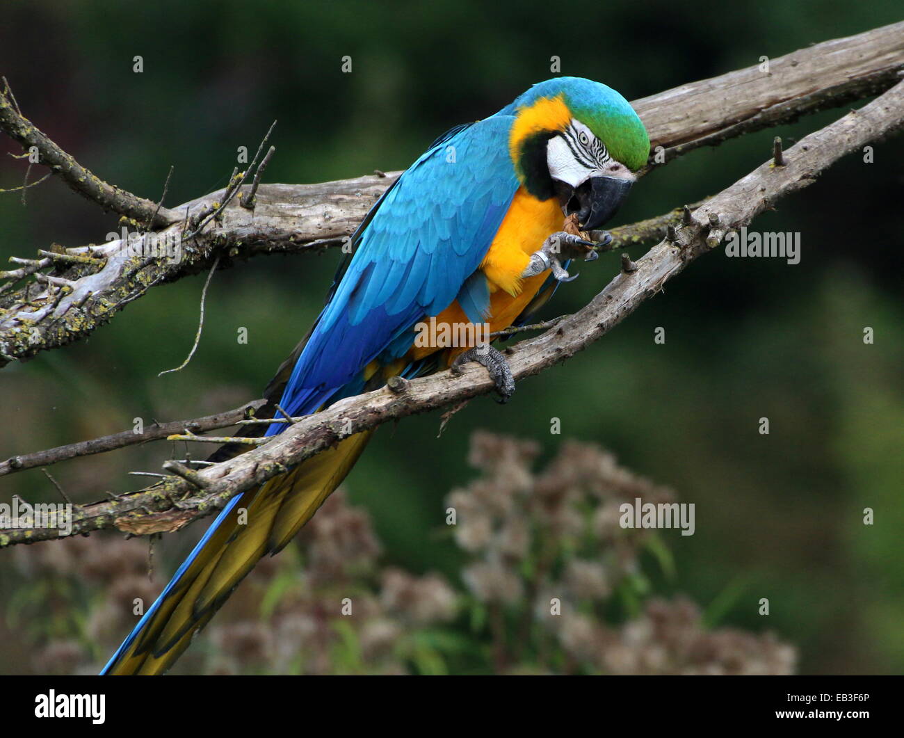Blue-and-yellow macaw (Ara ararauna) close-up, tout en mangeant une noix Banque D'Images