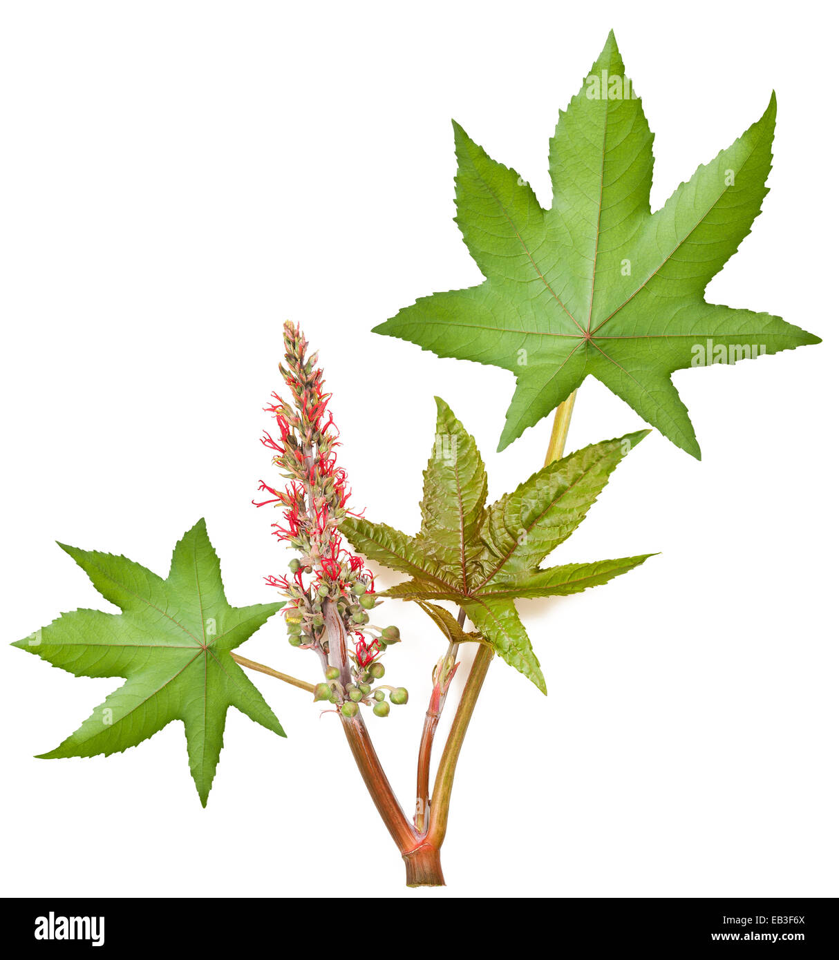 Avec feuilles de ricin graines et fleurs Banque D'Images