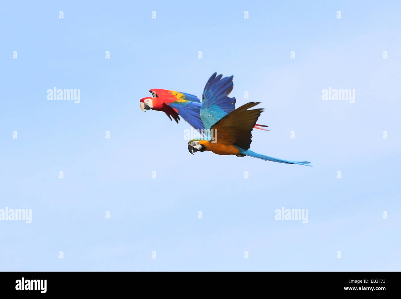 Blue-and-yellow macaw (Ara ararauna) en vol, rejoint par un ara rouge (Ara macao) Banque D'Images