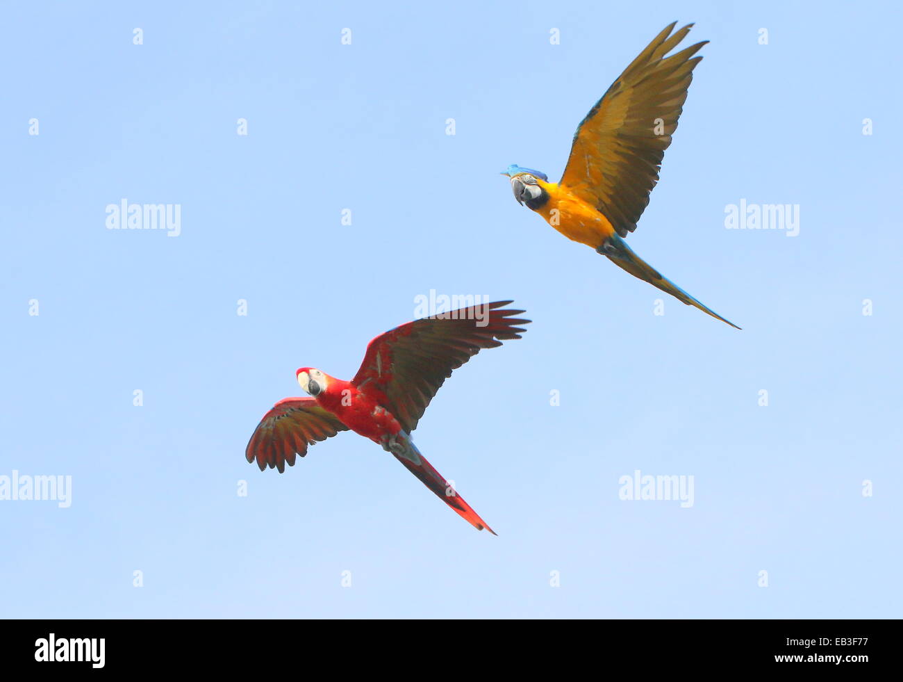 Ara bleu et jaune (Ara ararauna) en vol, rejoint par un ara rouge (Ara macao) Banque D'Images