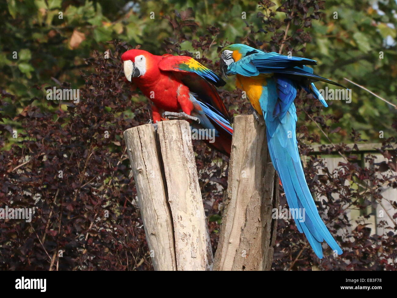 Blue-and-yellow macaw (Ara ararauna) avec un ara rouge (Ara macao au Zoo de Rotterdam Blijdorp démonstration d'oiseaux Banque D'Images