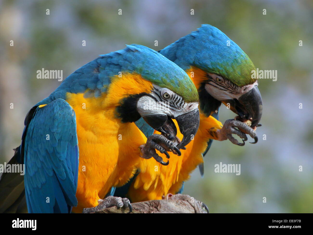 Deux bleu-et-storks (Ciconia ciconia) close-up, tout en mangeant une noix Banque D'Images