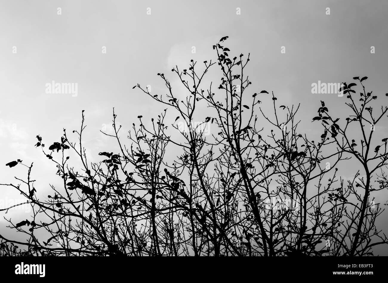 Quand les feux sont en panne Banque D'Images