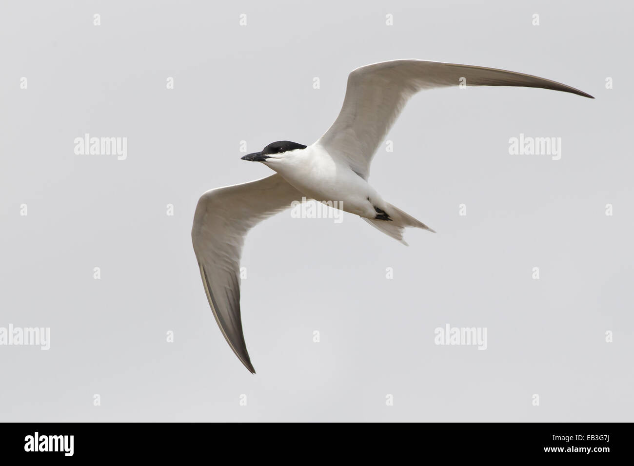 Gull-billed Tern - Gelochelidon nilotica - sélection des profils Banque D'Images