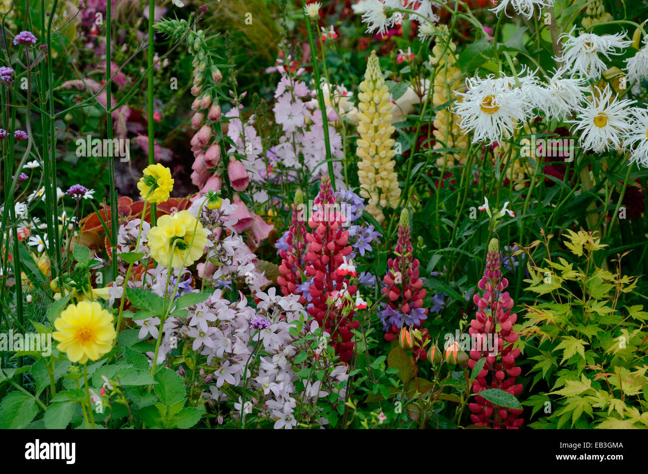 Une frontière colorée avec les semis de fleurs sauvages mixtes incluant Lupins et Marguerite Banque D'Images