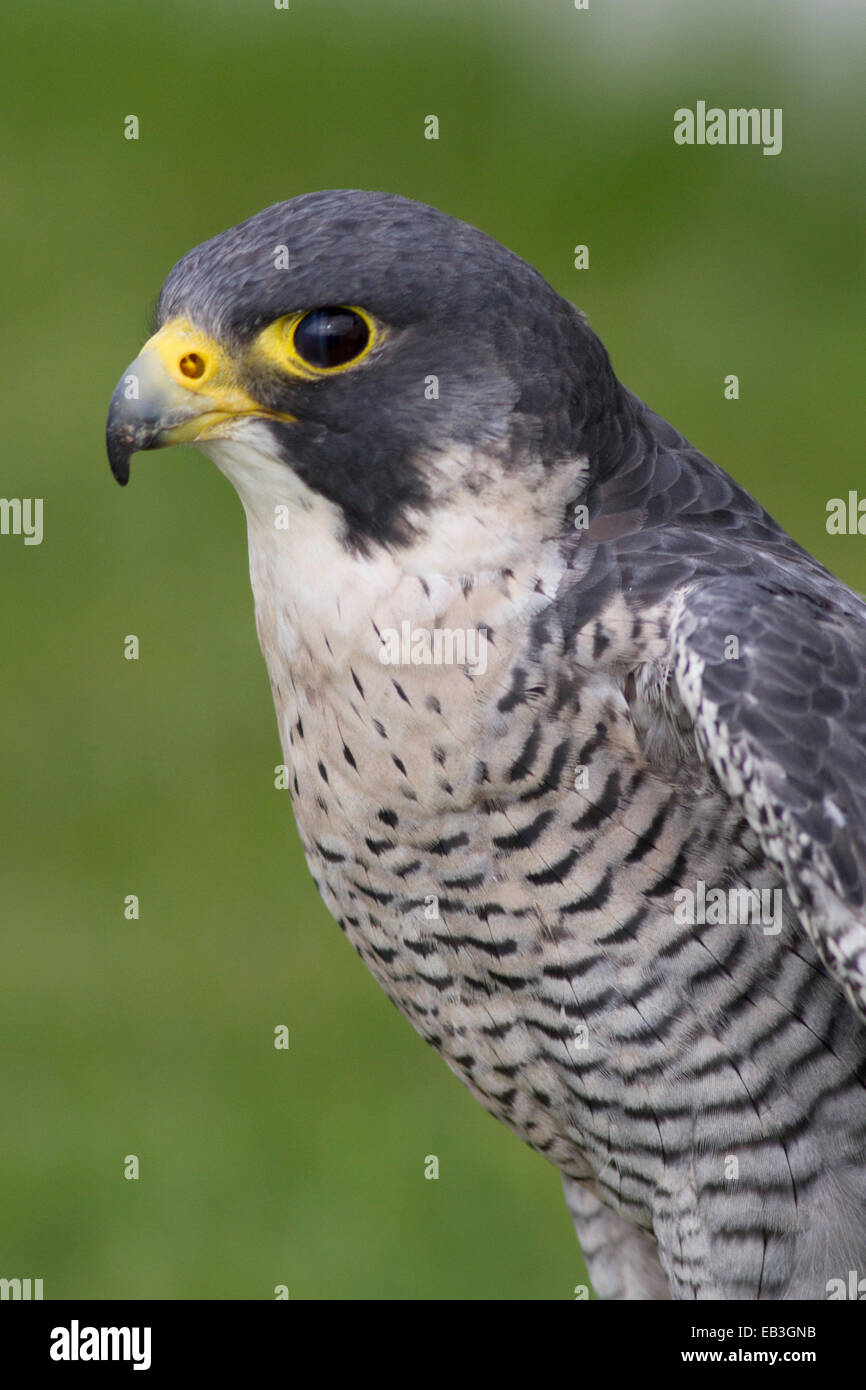 Gros plan du faucon pèlerin (Falco peregrinus) Irlande Banque D'Images