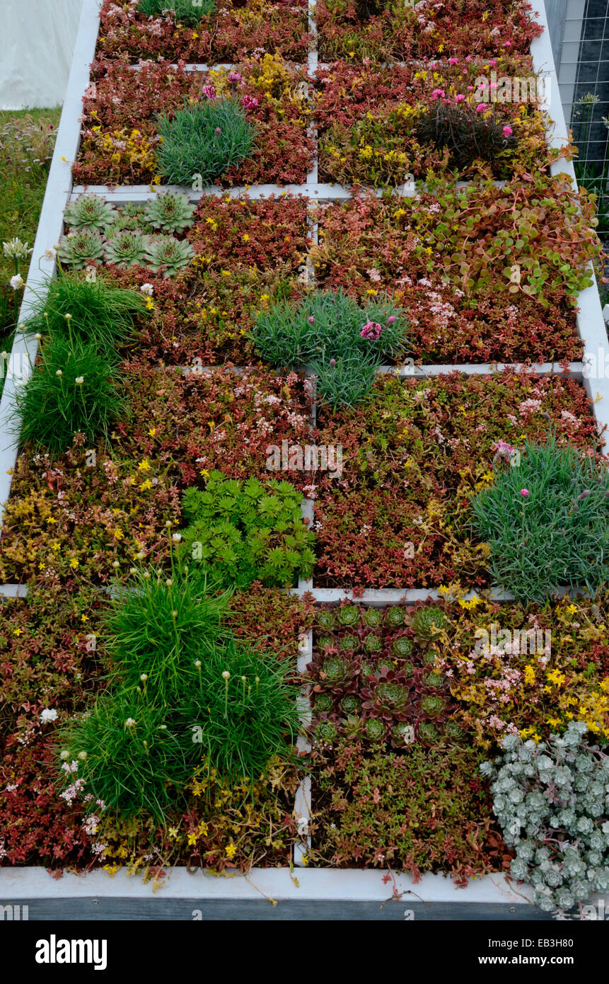 Une photo montrant un toit en pente avec des herbes et plantes grasses Sedums Banque D'Images