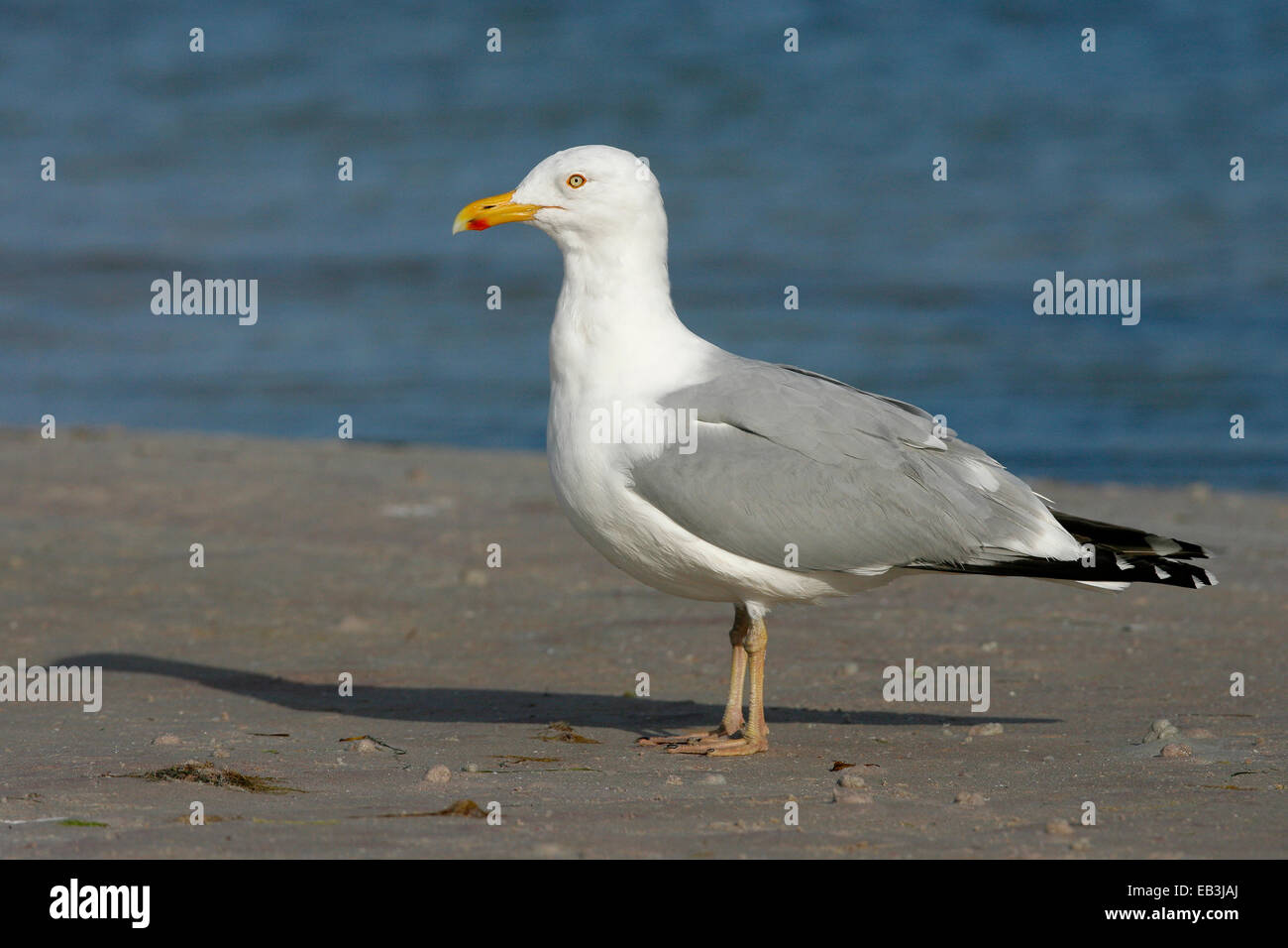 American Herring Gull - Larus smithsonianus - été hot Banque D'Images