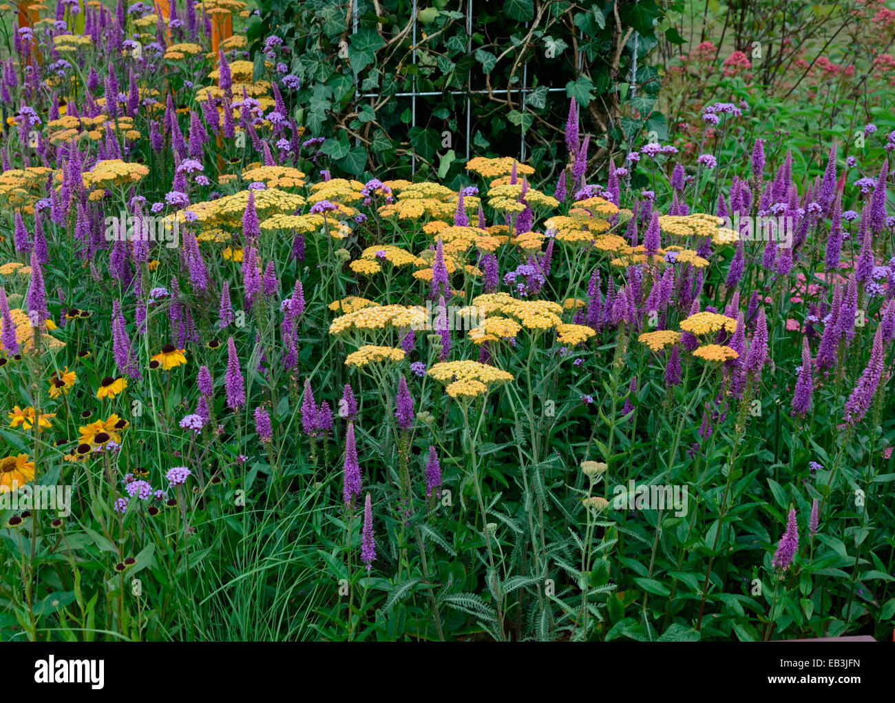 Près d'une frontière de fleurs colorées et attrayantes avec Purpleicious terre cuite Achillea et Veronica Banque D'Images