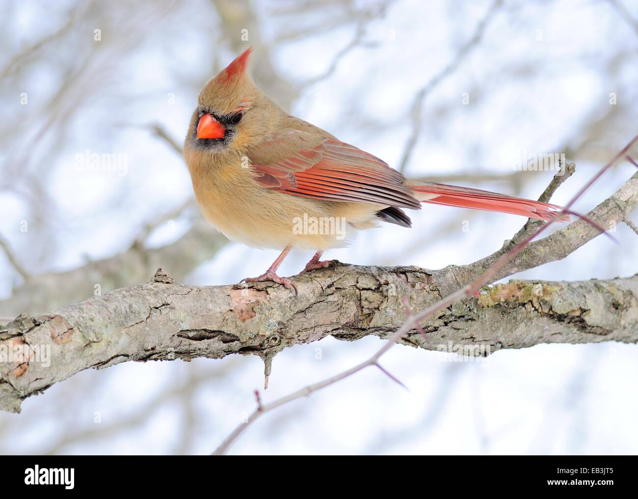 Le Cardinal femelle perchée sur une branche d'arbre en hiver. Banque D'Images