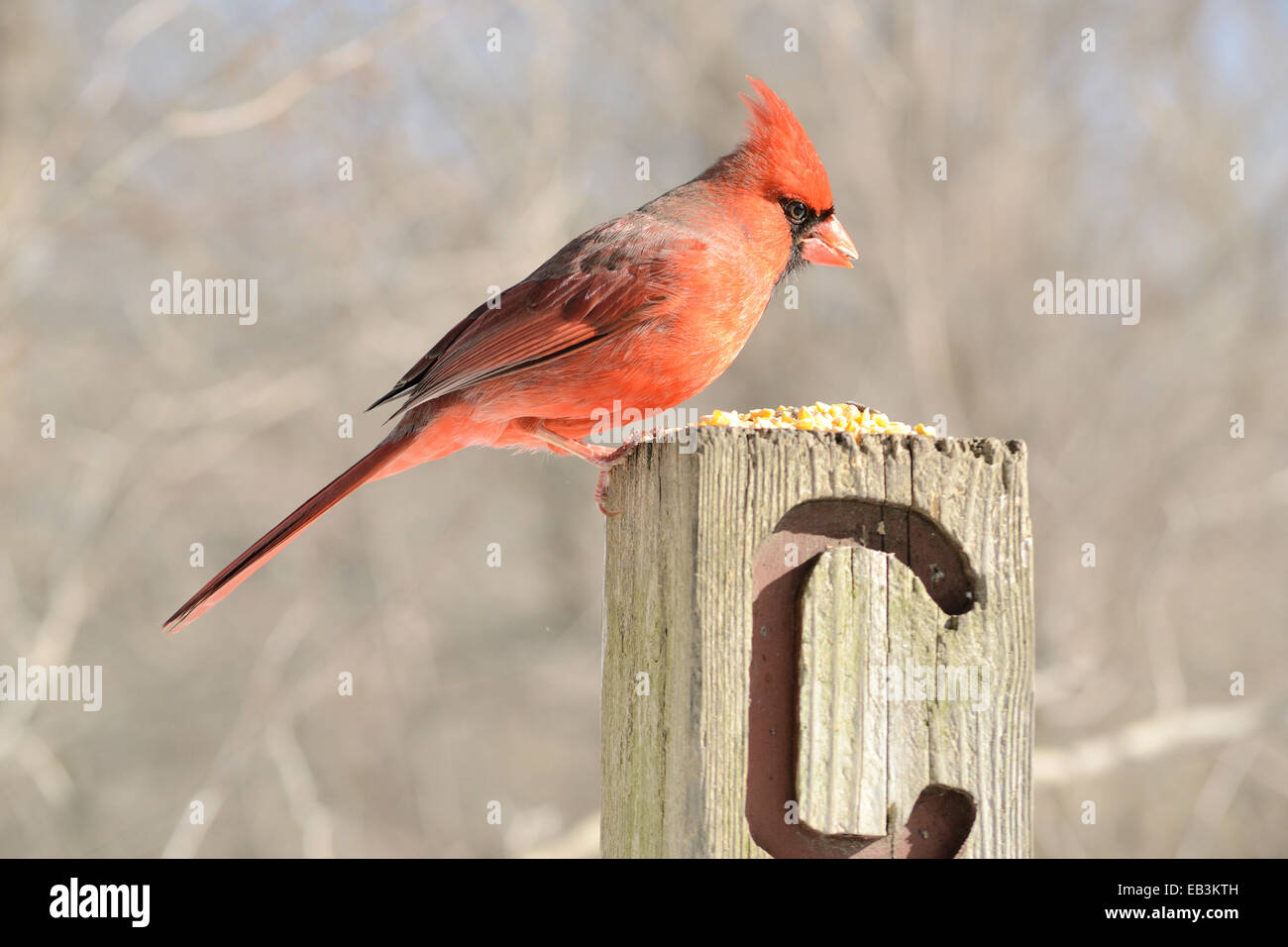 Un cardinal mâle perché sur un poste de manger les aliments pour oiseaux. Banque D'Images