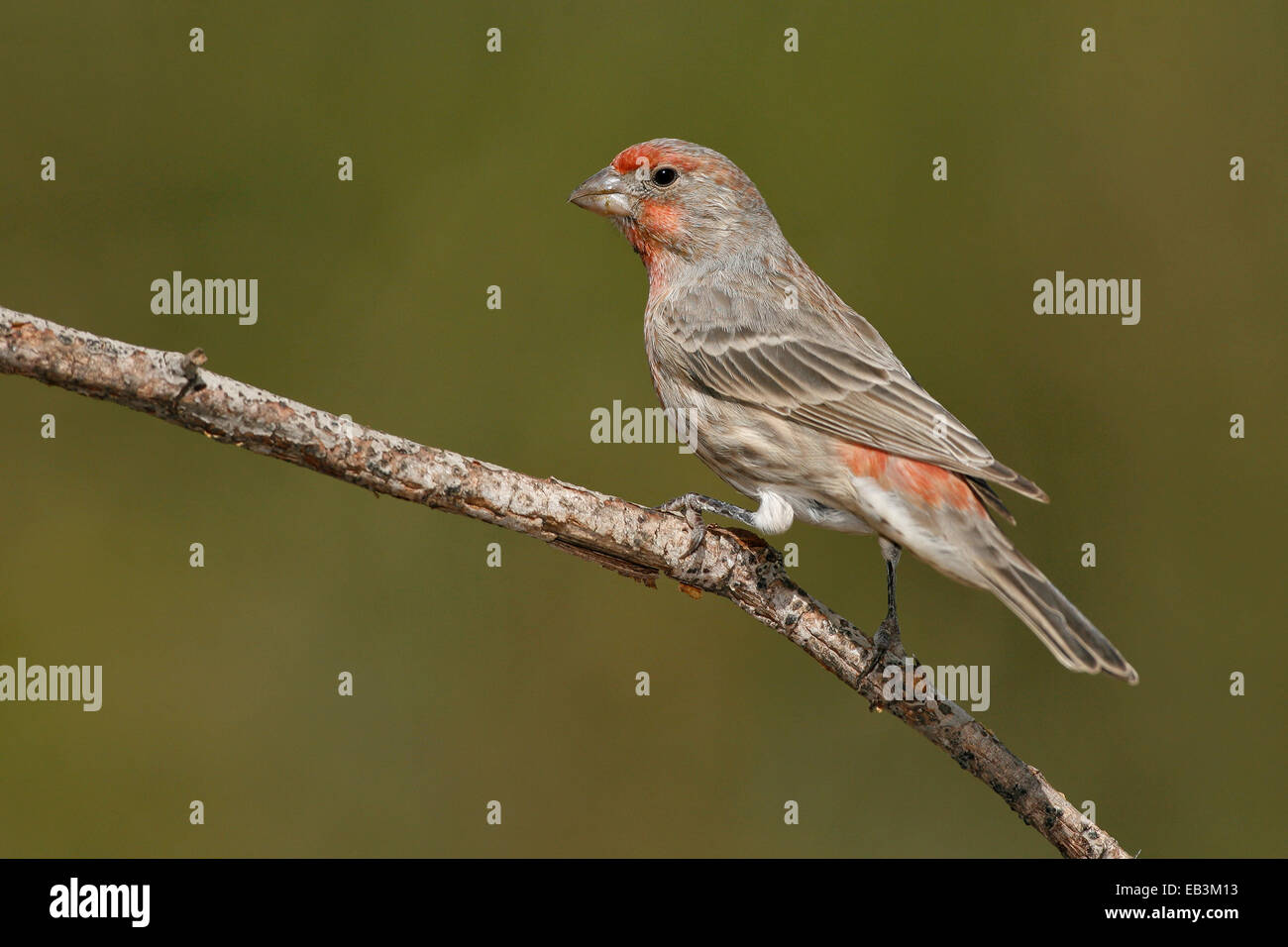 Roselin familier Carpodacus mexicanus - - mâle Banque D'Images