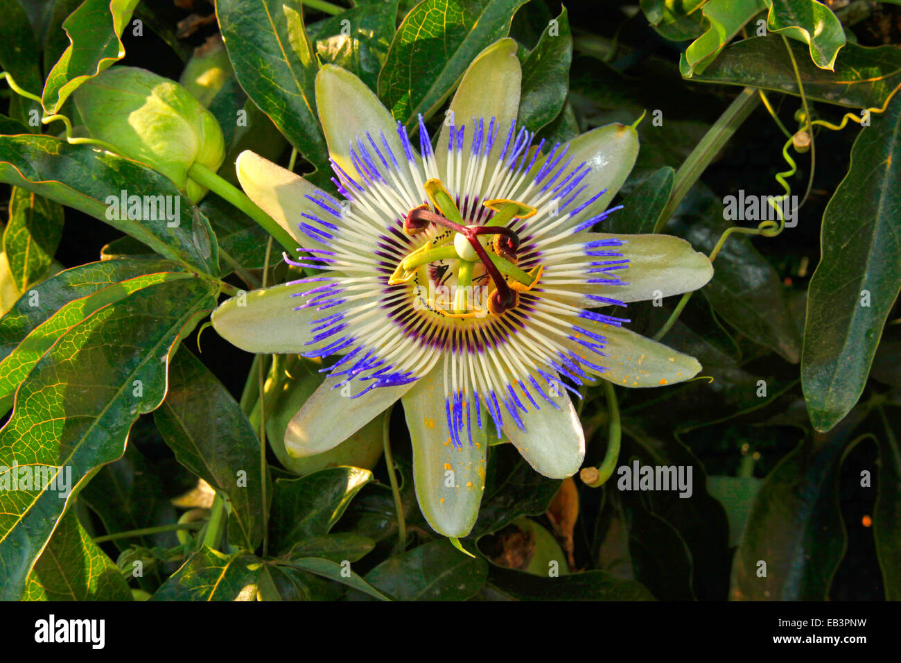 La passion des fleurs bleu commun ou fleur de la passion (Passiflora caerulea) Banque D'Images