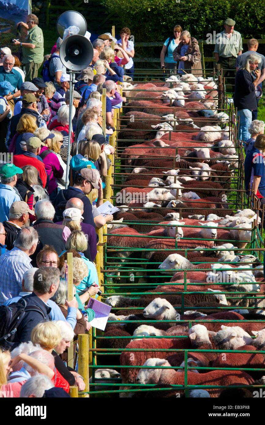 À la foule à moutons. Rencontrez des bergers de Borrowdale. Borrowdale Rosthwaite Cumbria England UK. Banque D'Images