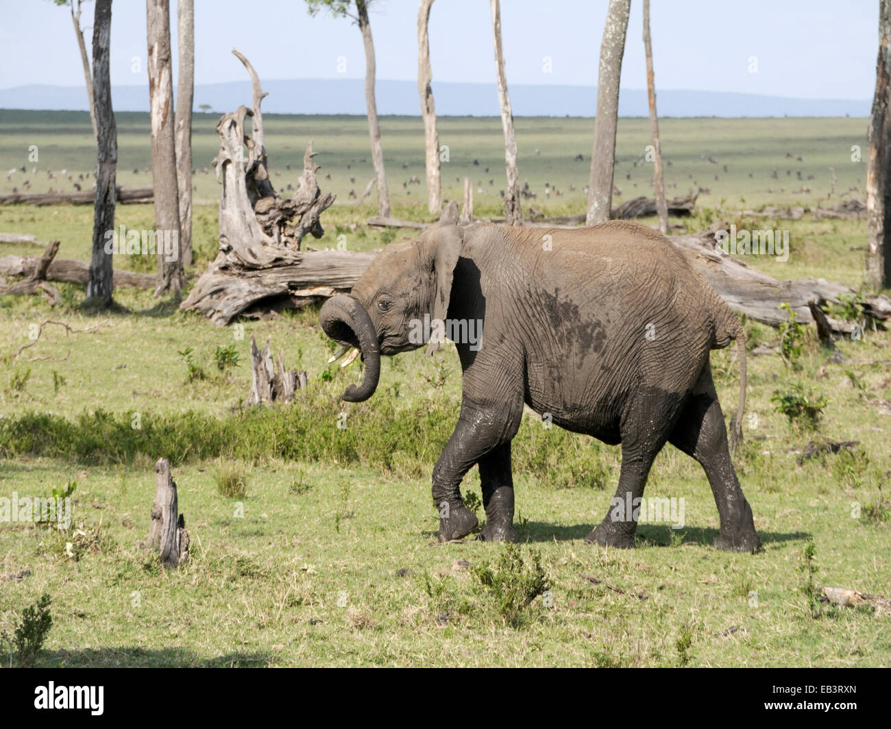 Un bébé éléphant (Loxodonta africana ) géant avec son tronc courbé Banque D'Images