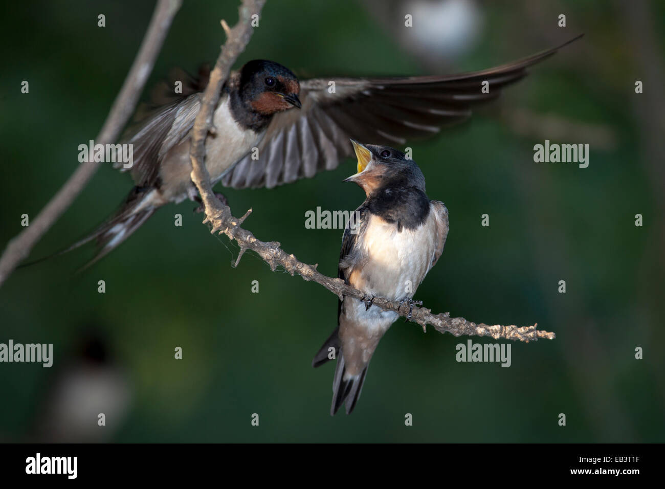 Swallows Swifts Banque D Image Et Photos Alamy