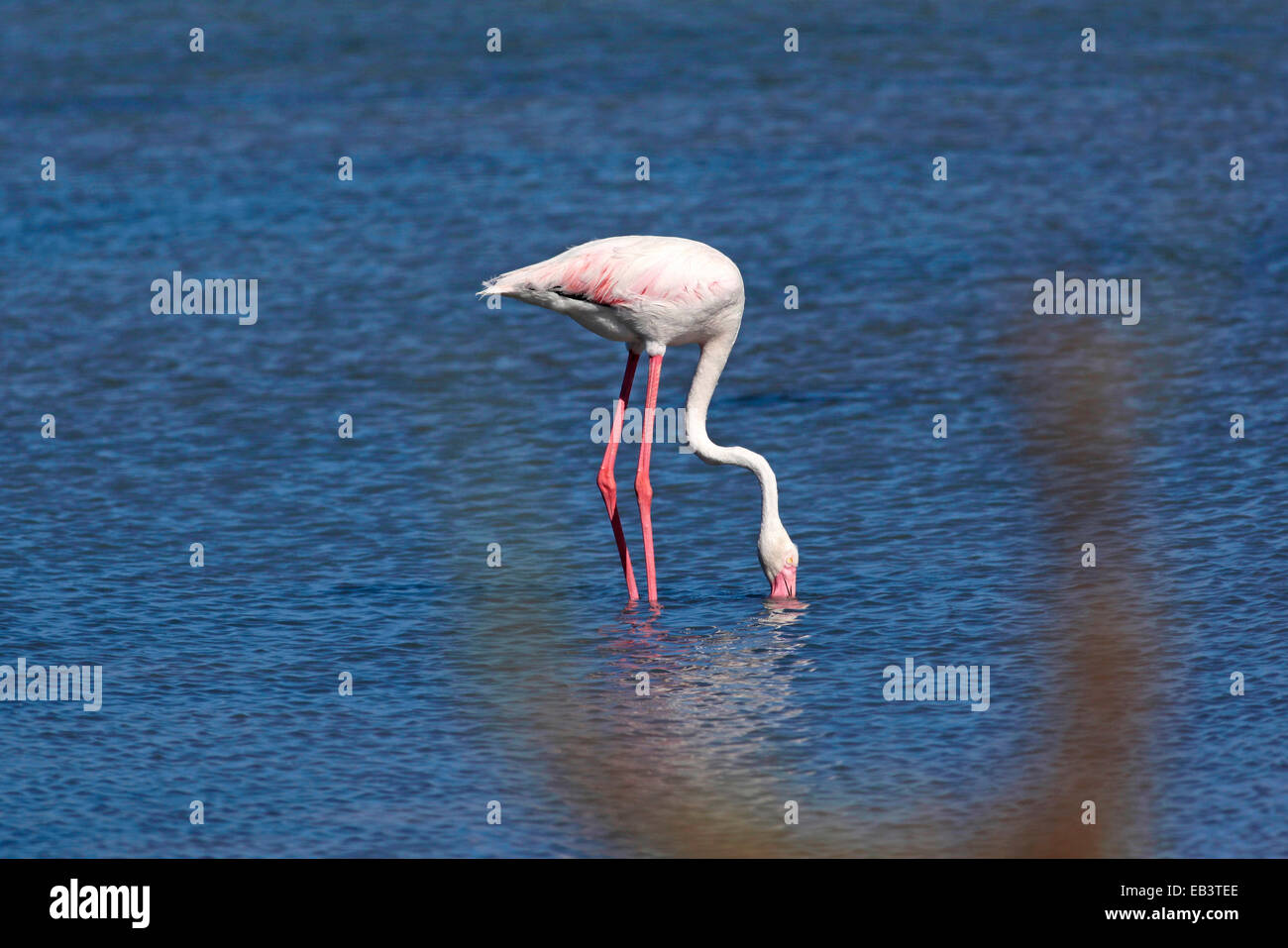 Flamingo (Phoenicopterus roseus Dougall) tout en alimentant Banque D'Images