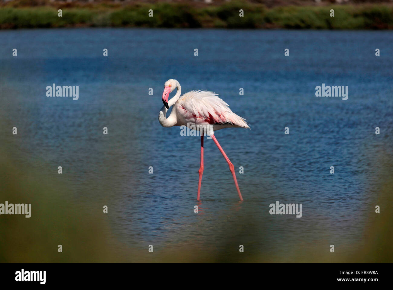 Flamingo (Phoenicopterus roseus Dougall) wlking dans le sel wate Banque D'Images