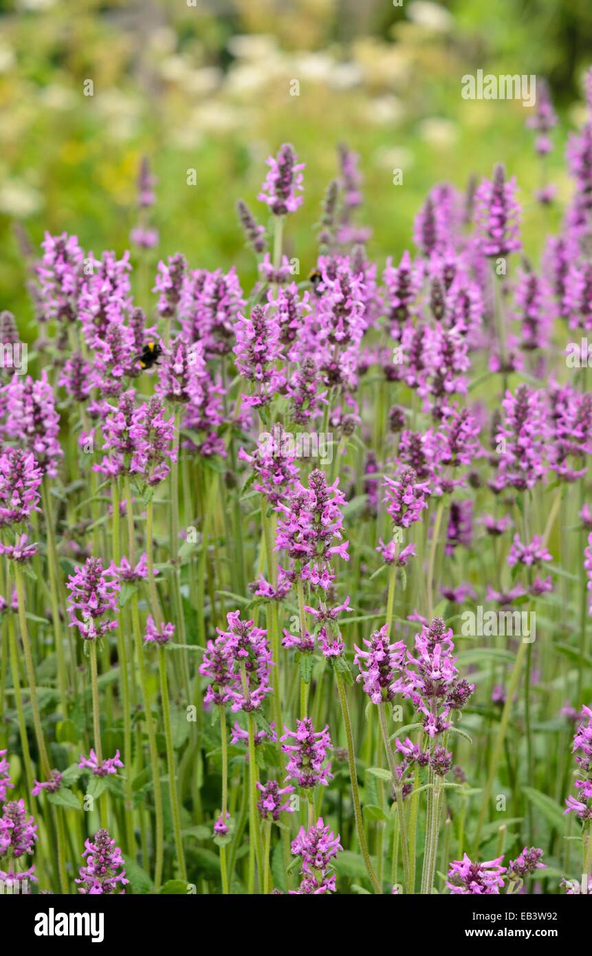 Bétoine (betonica officinalis syn. stachys officinalis) Banque D'Images